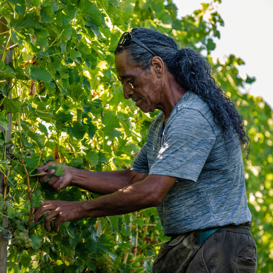 Behind the Vines: Our Vineyard Manager Tui Henare