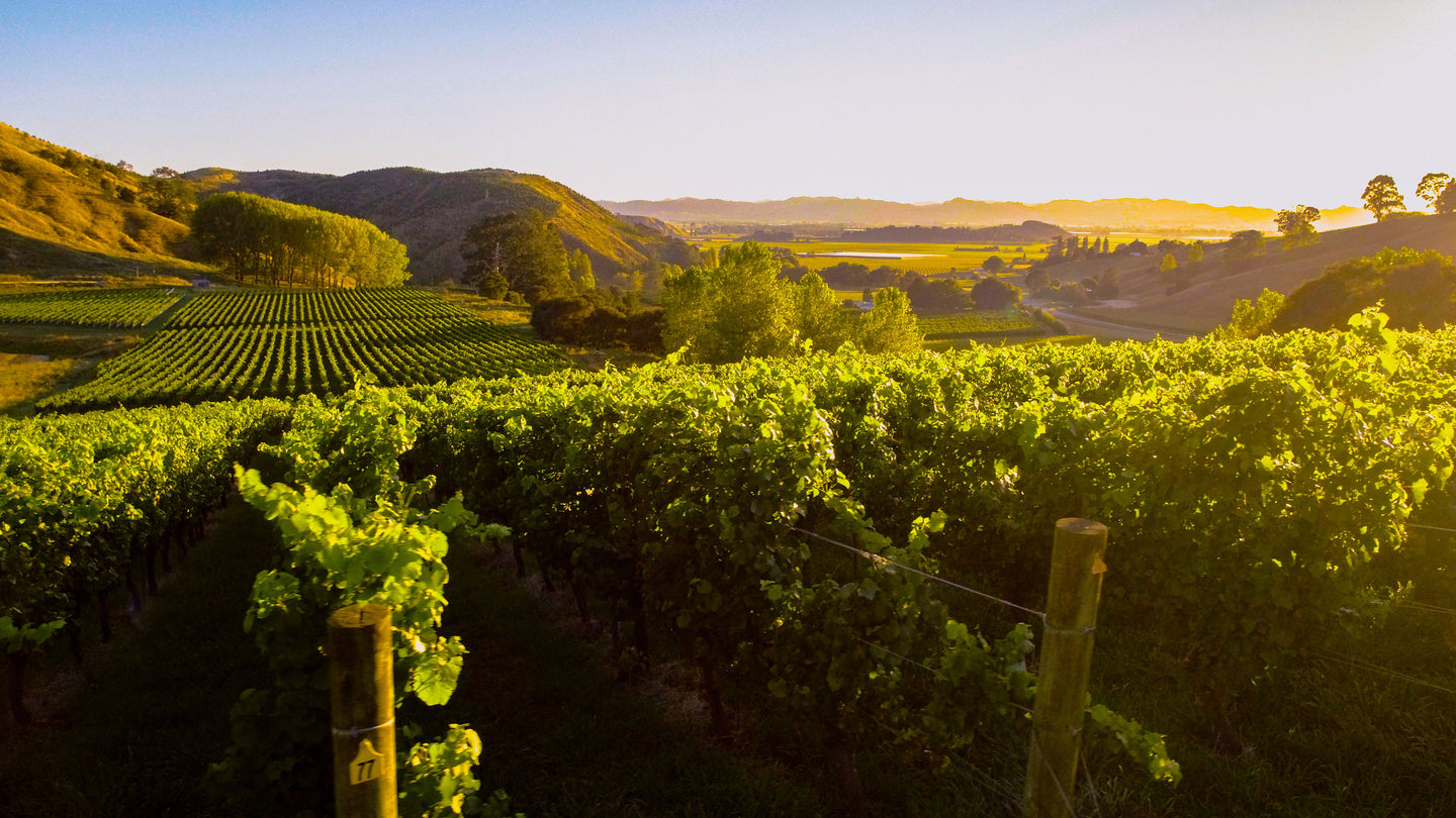 Our Vineyards